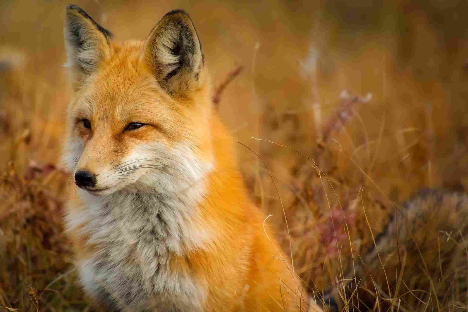 Red Fox
