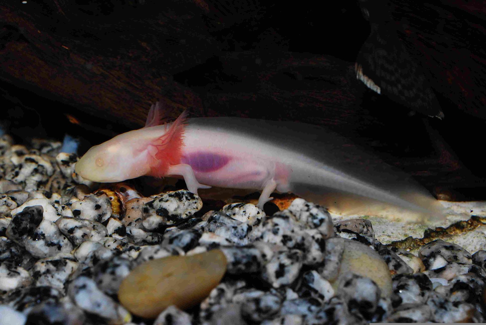 Axolotls