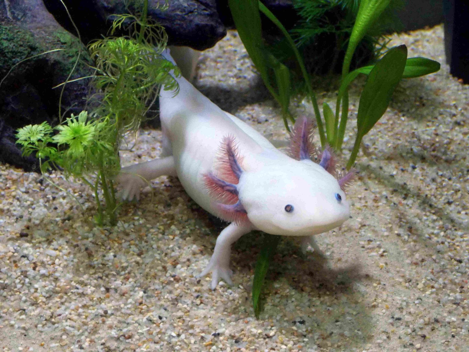 Axolotls