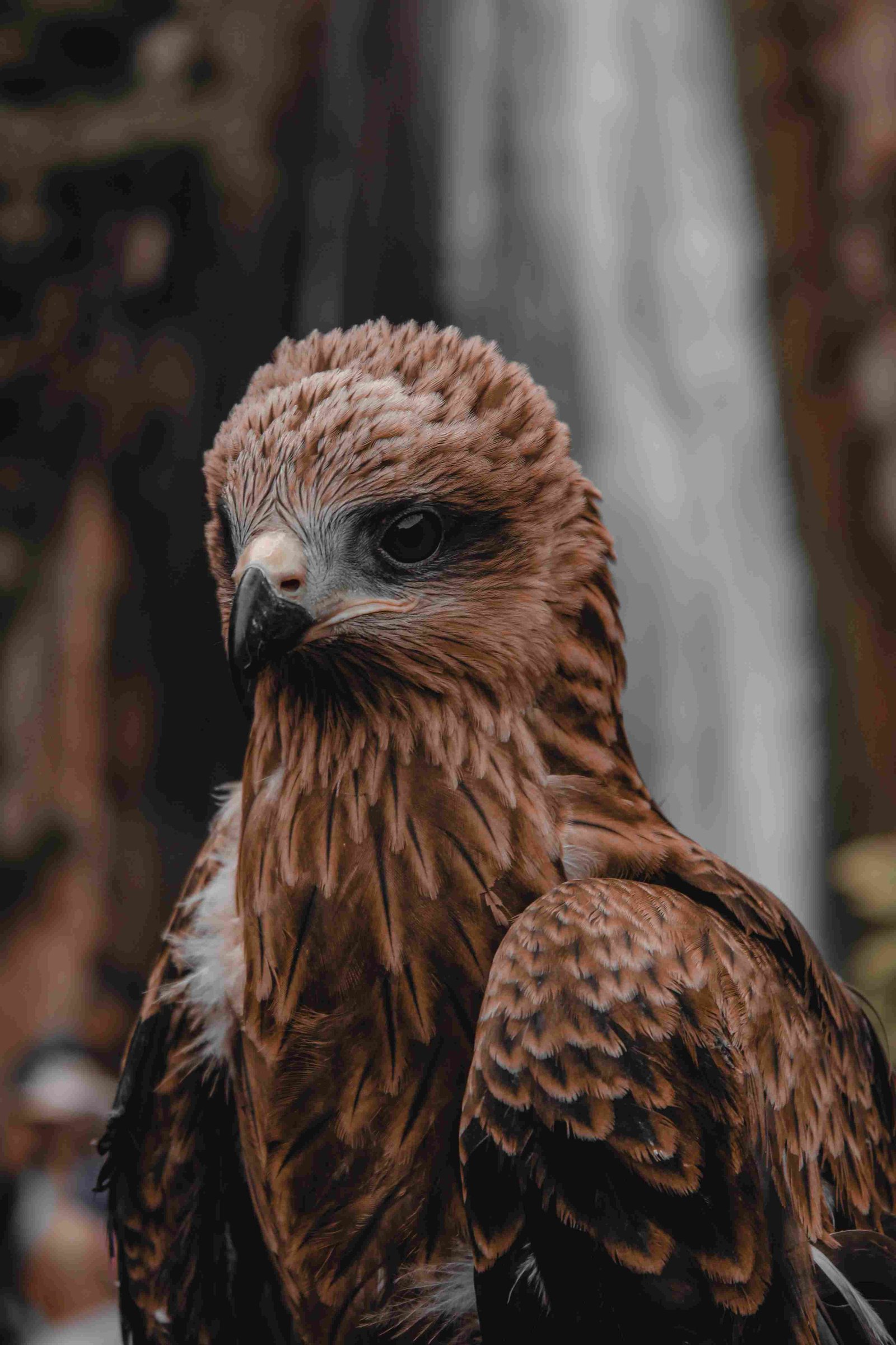 Philippine Eagle