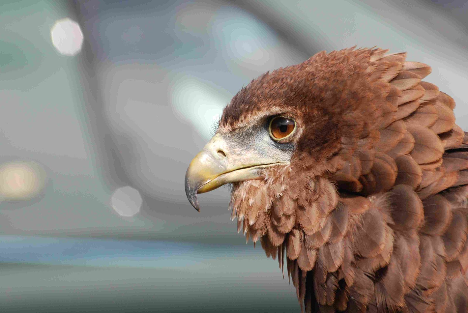 Philippine Eagle