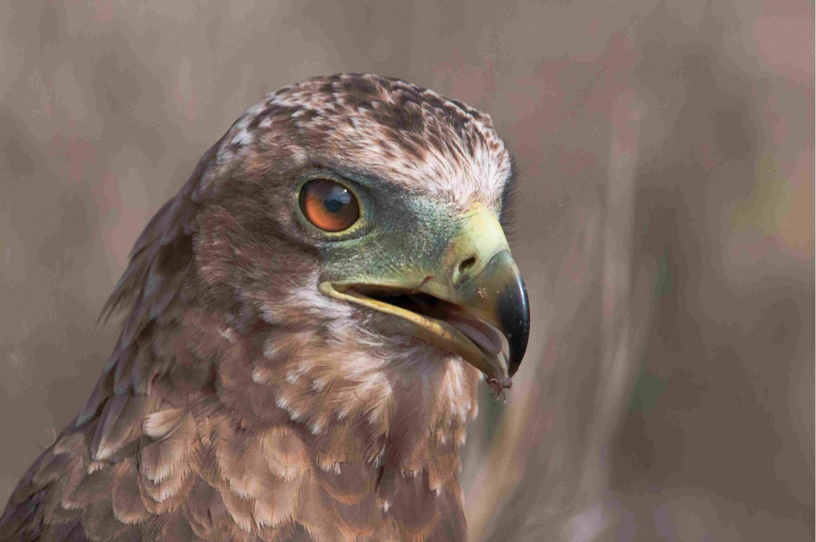 Philippine Eagle