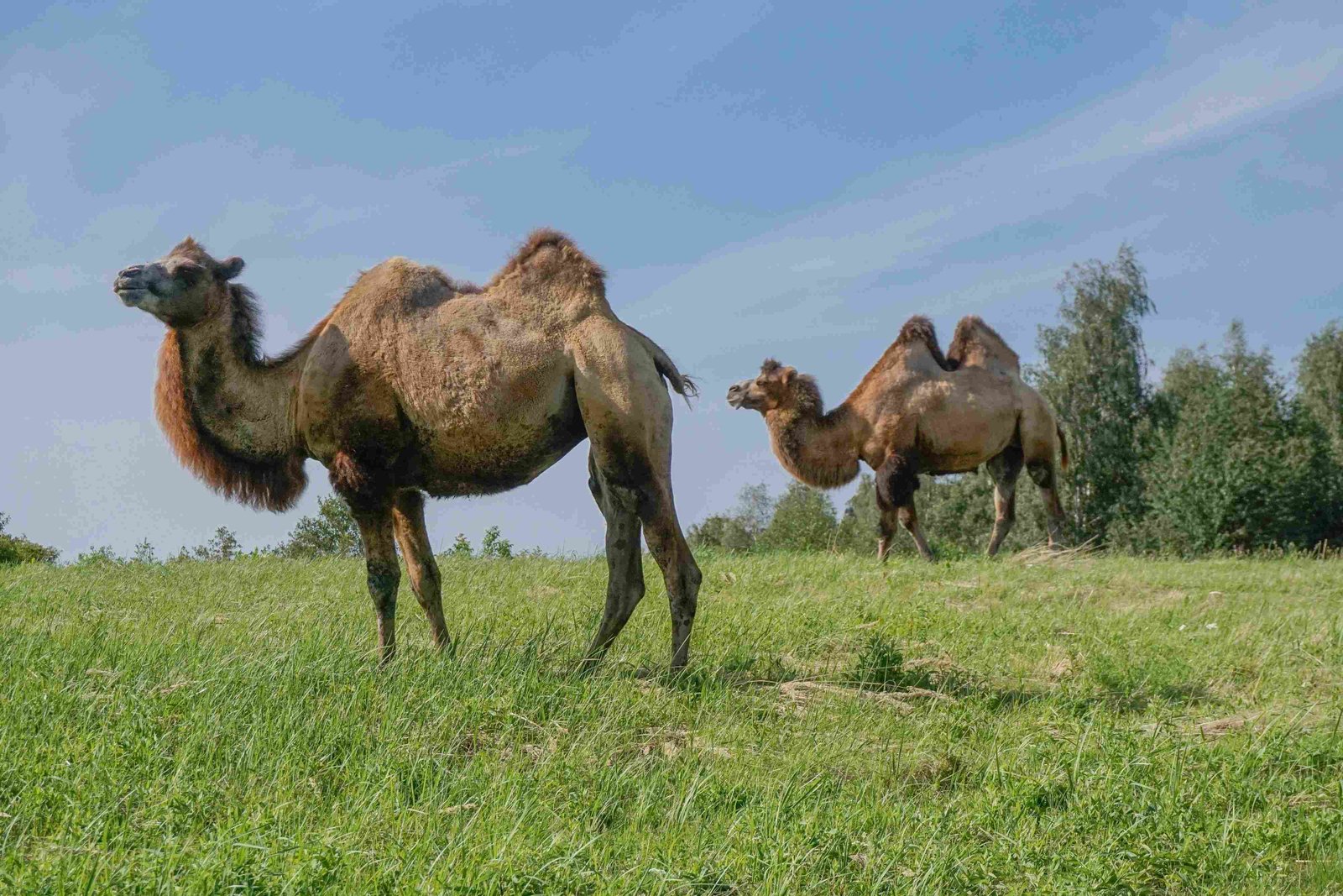 Wild Bactrian Camel