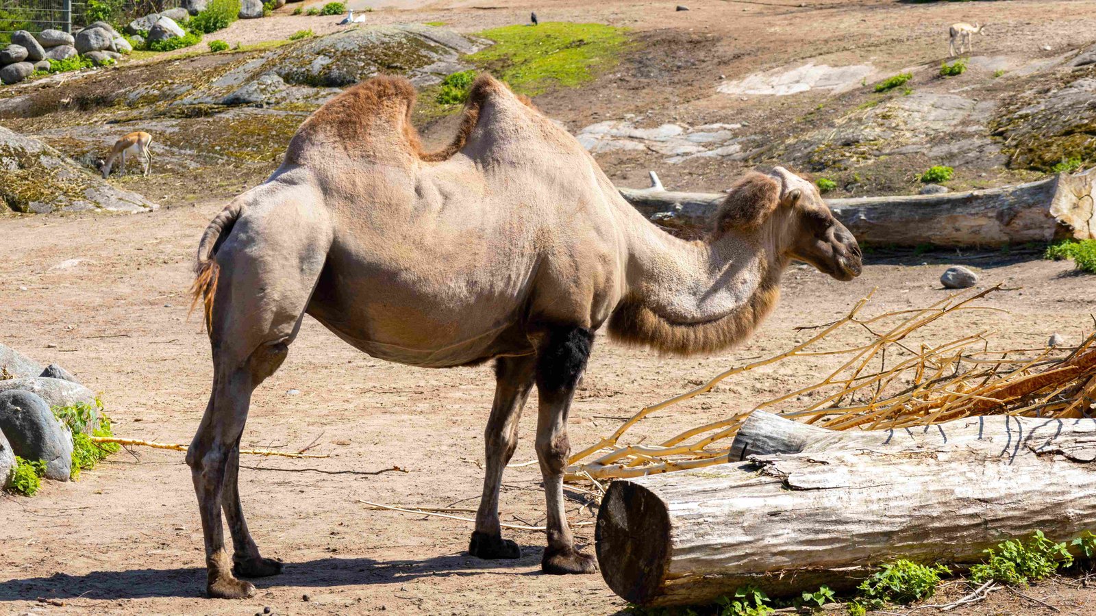 Wild Bactrian Camel