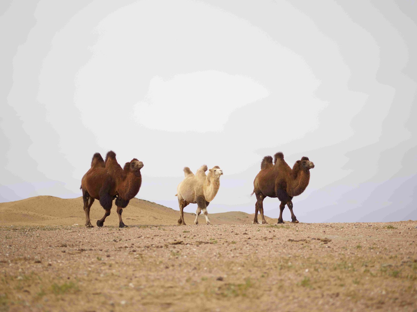 Wild Bactrian Camel