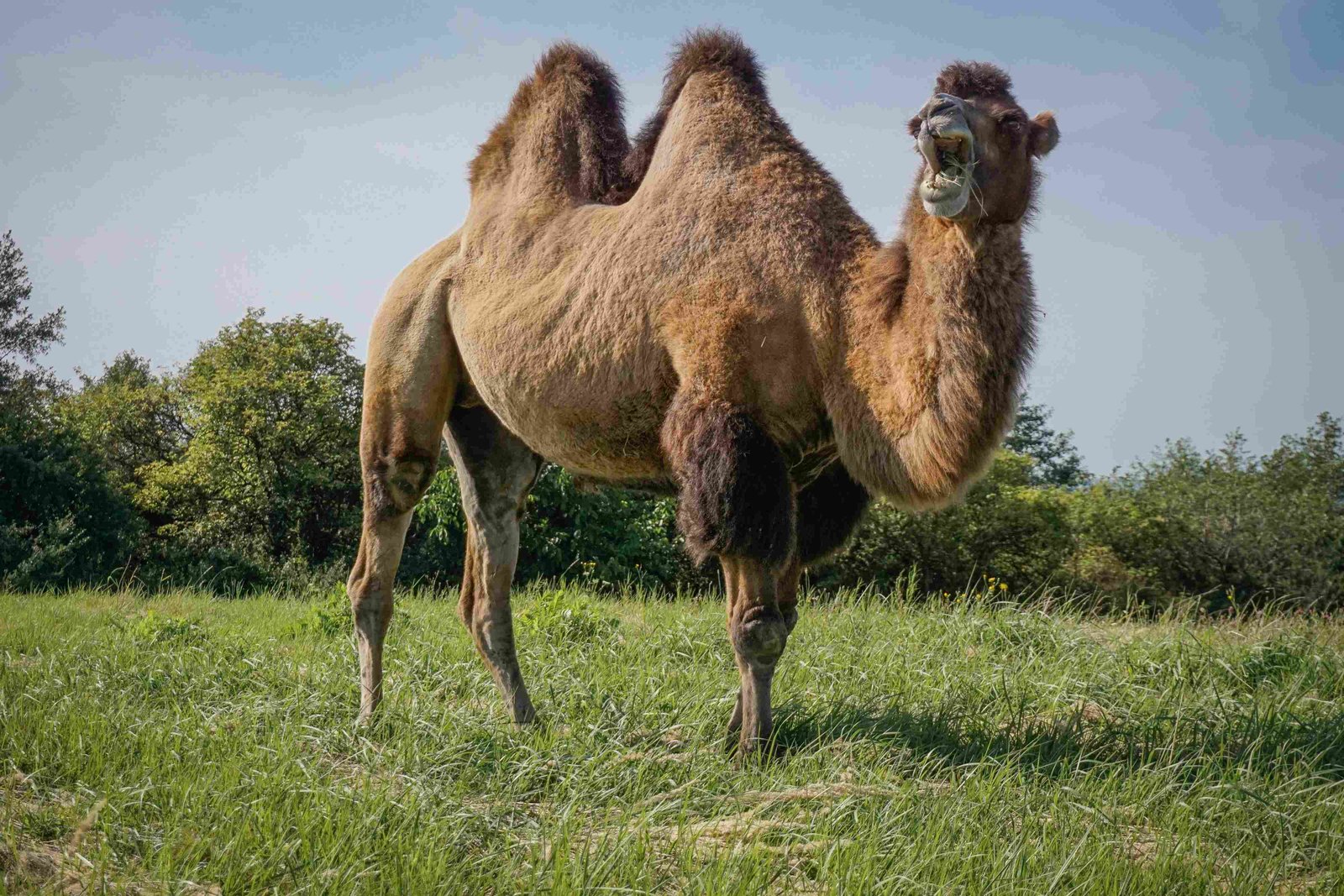 Wild Bactrian Camel