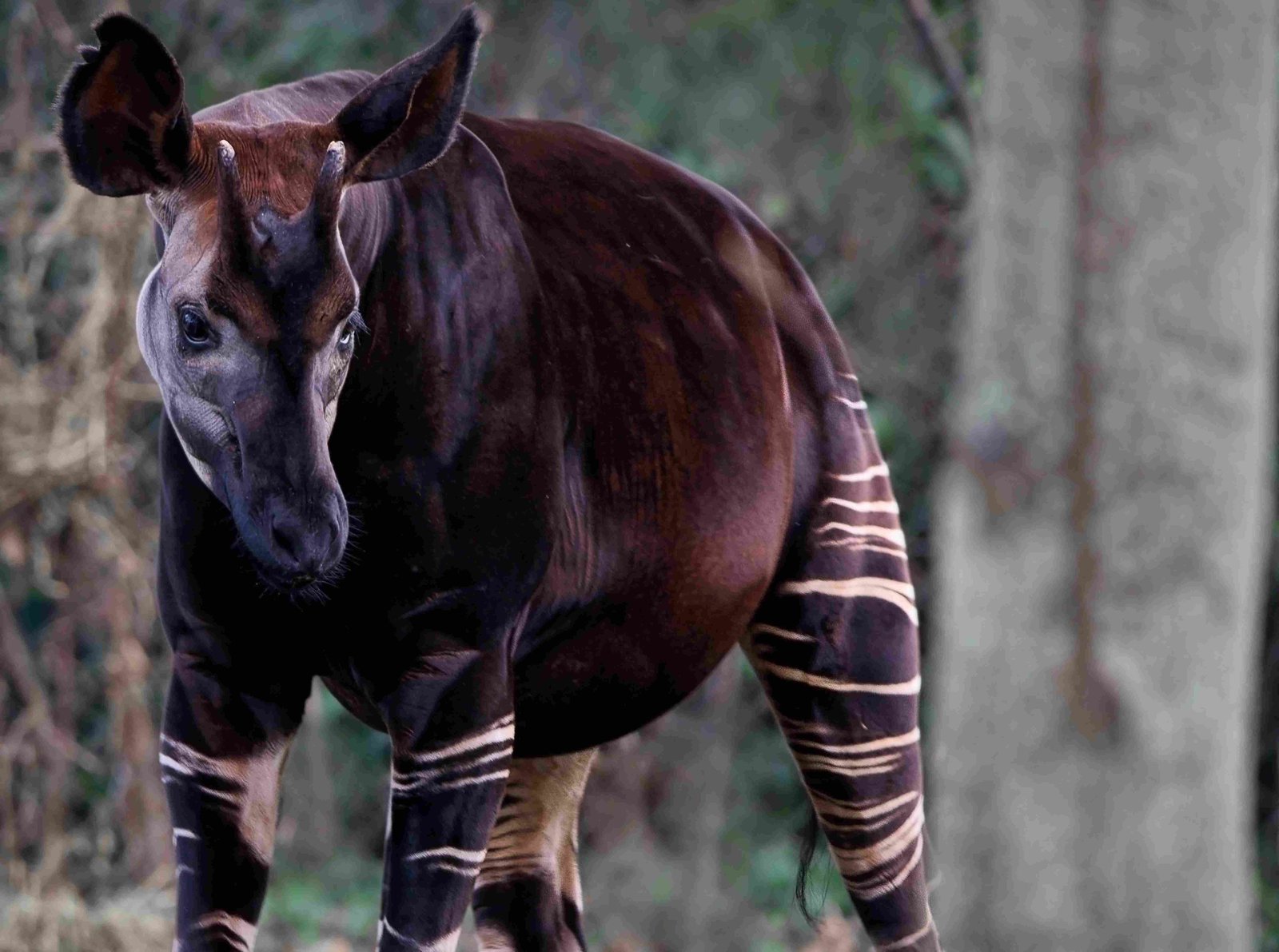 Okapi