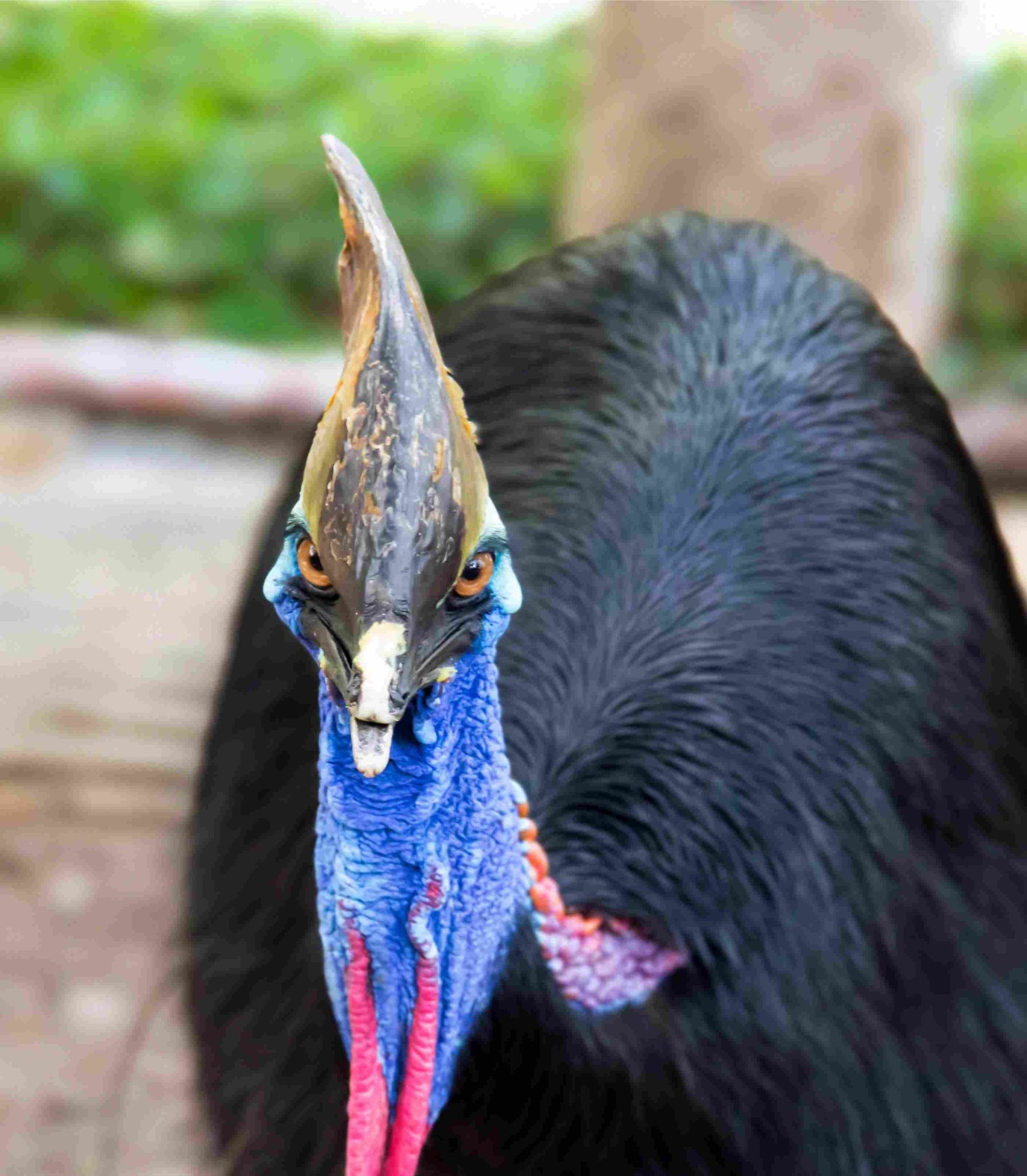 Southern Cassowary