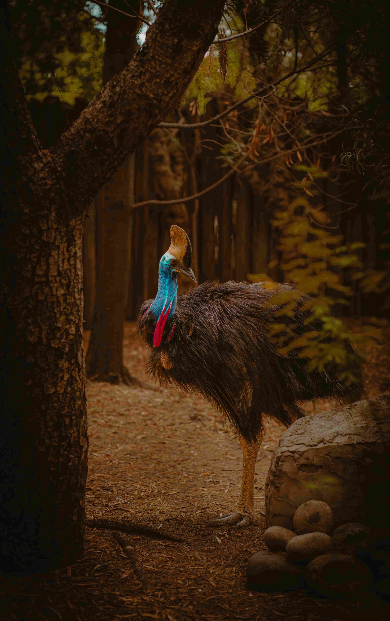 Southern Cassowary