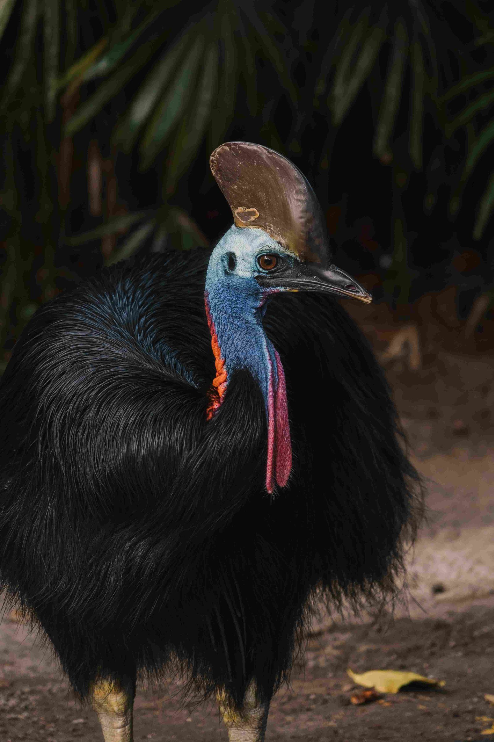 Southern Cassowary