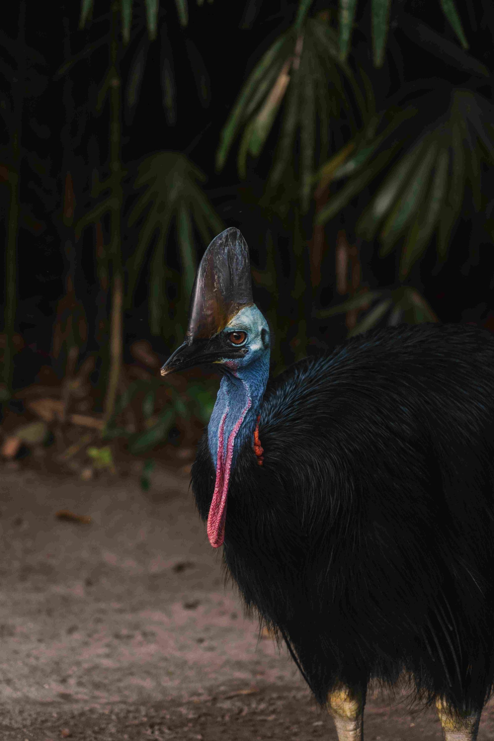 Southern Cassowary