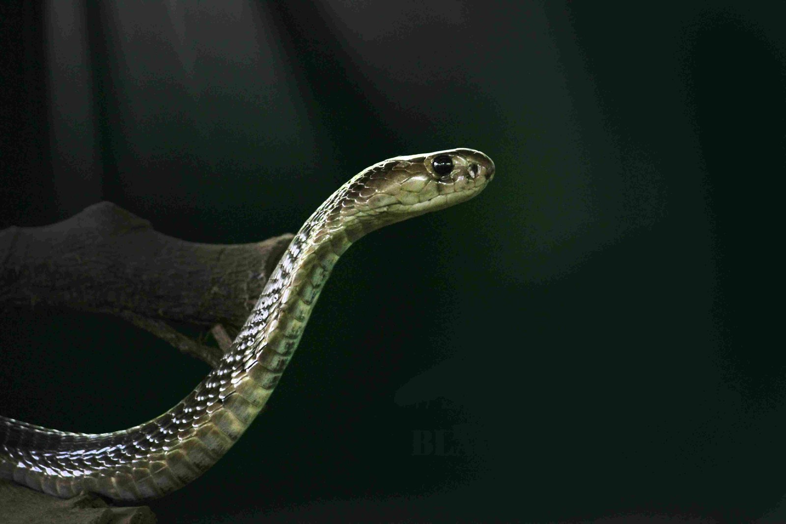 King Cobra