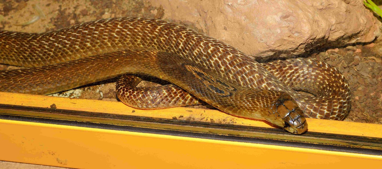 King Cobra