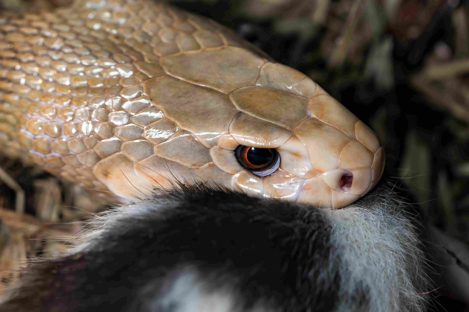 King Cobra
