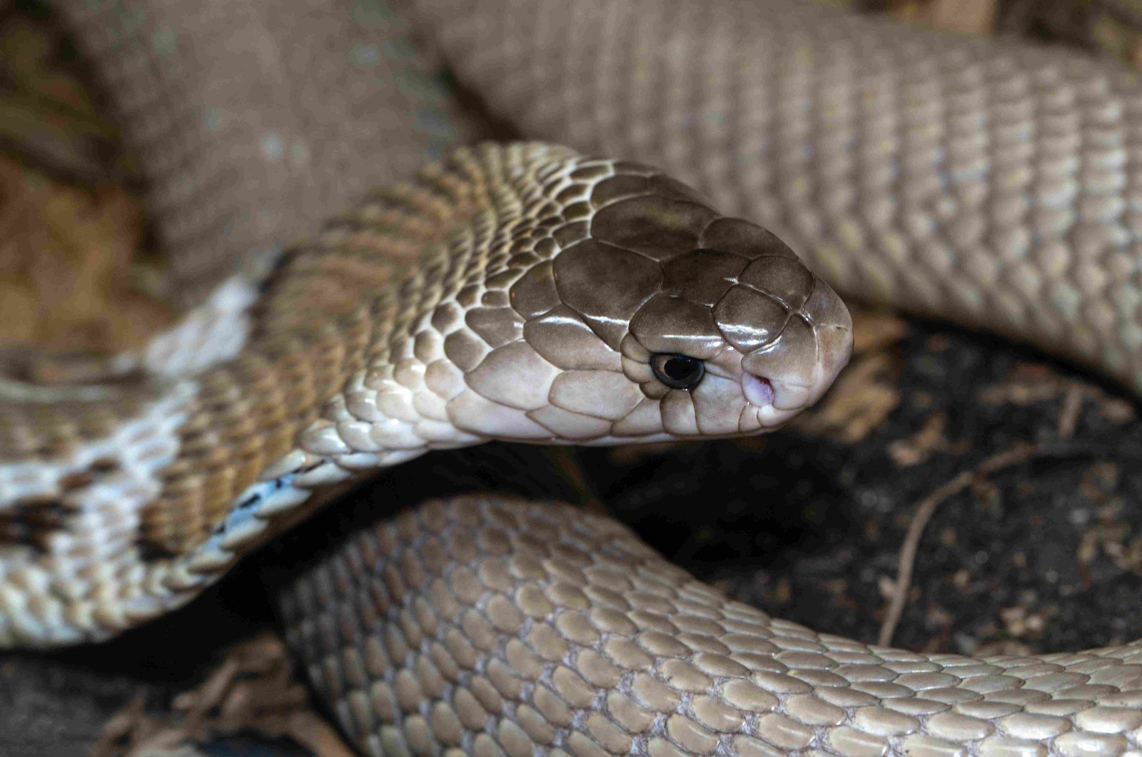 King Cobra