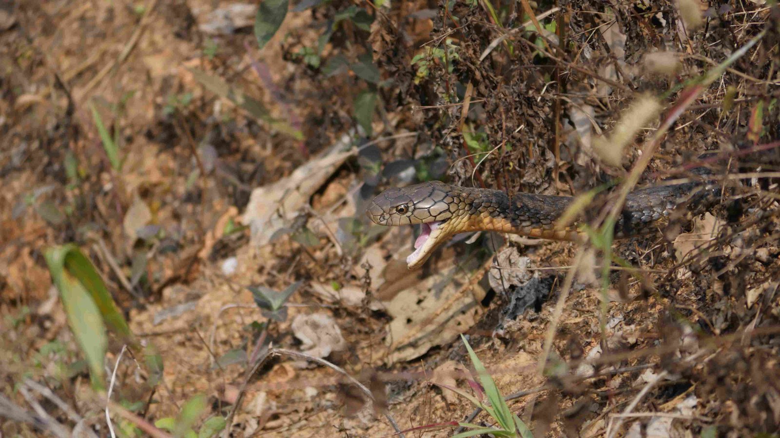 King Cobra