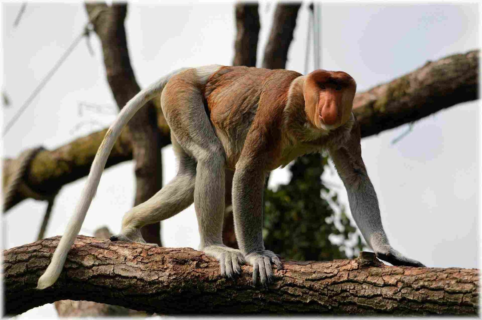 Proboscis Monkey