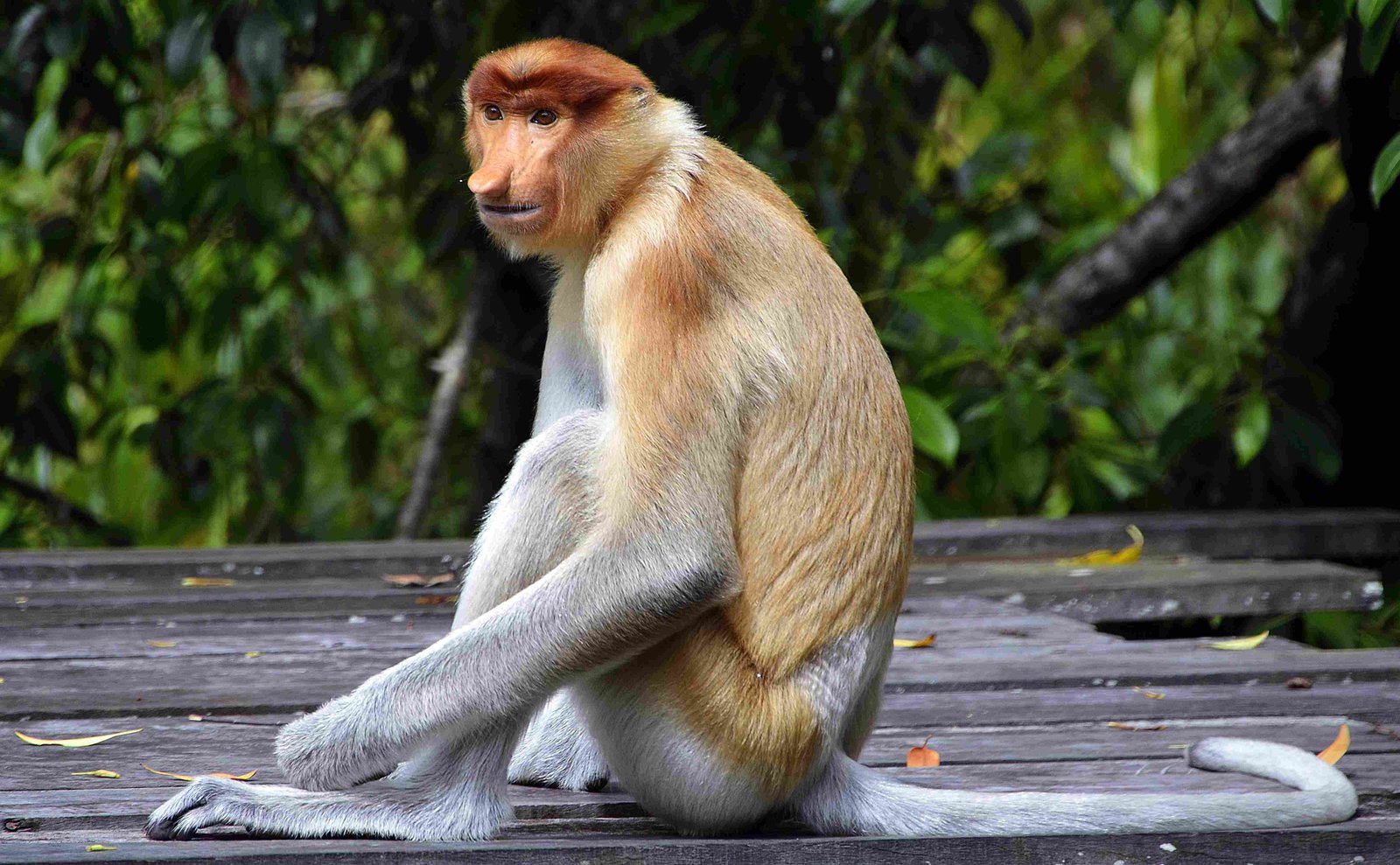 Proboscis Monkey