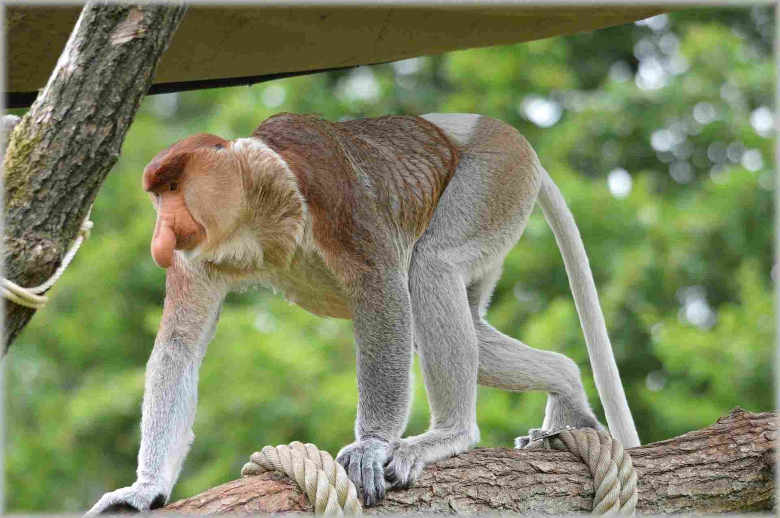 Proboscis Monkey