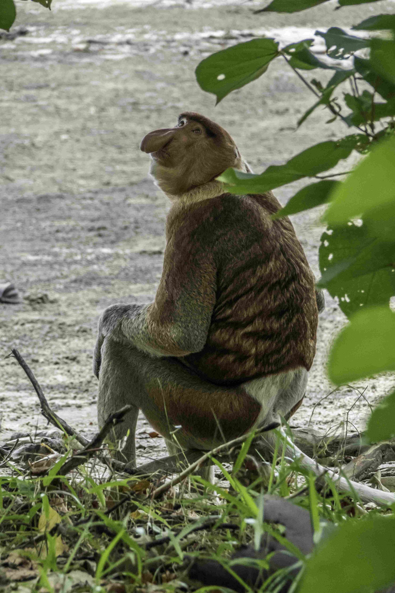 Proboscis Monkey