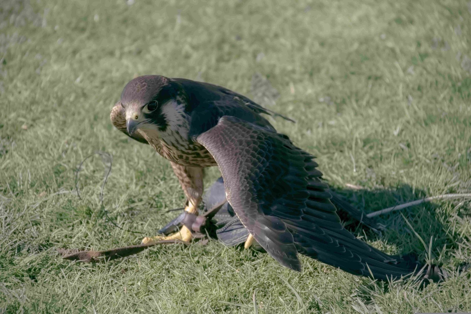 Peregrine Falcon
