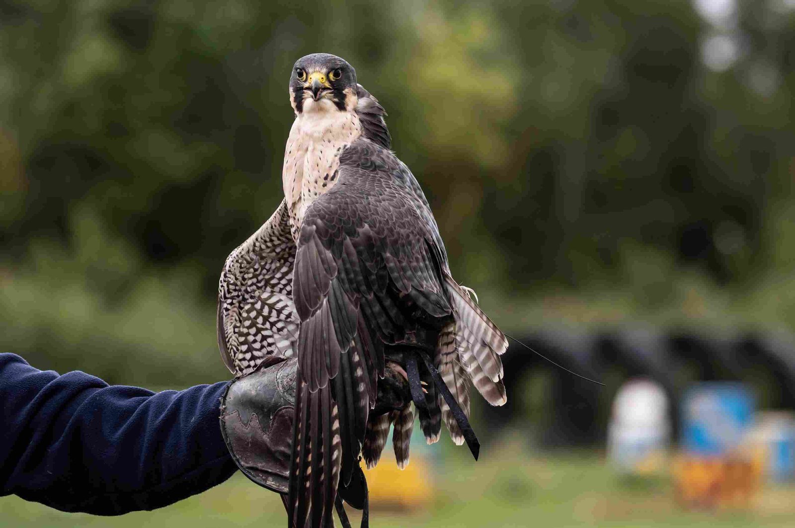 Peregrine Falcon