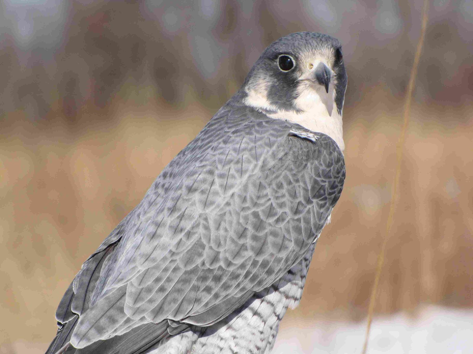 Peregrine Falcon