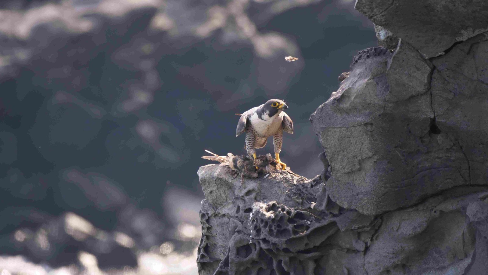 Peregrine Falcon