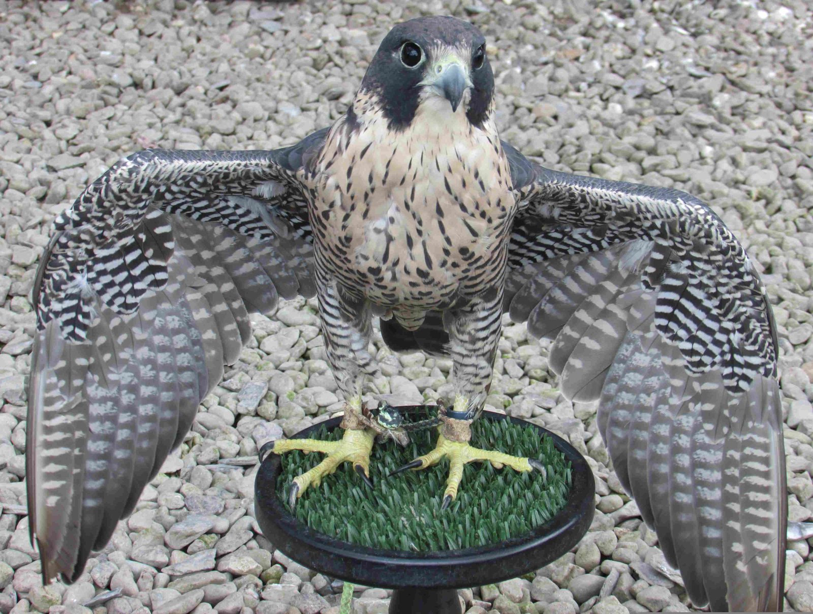 Peregrine Falcon
