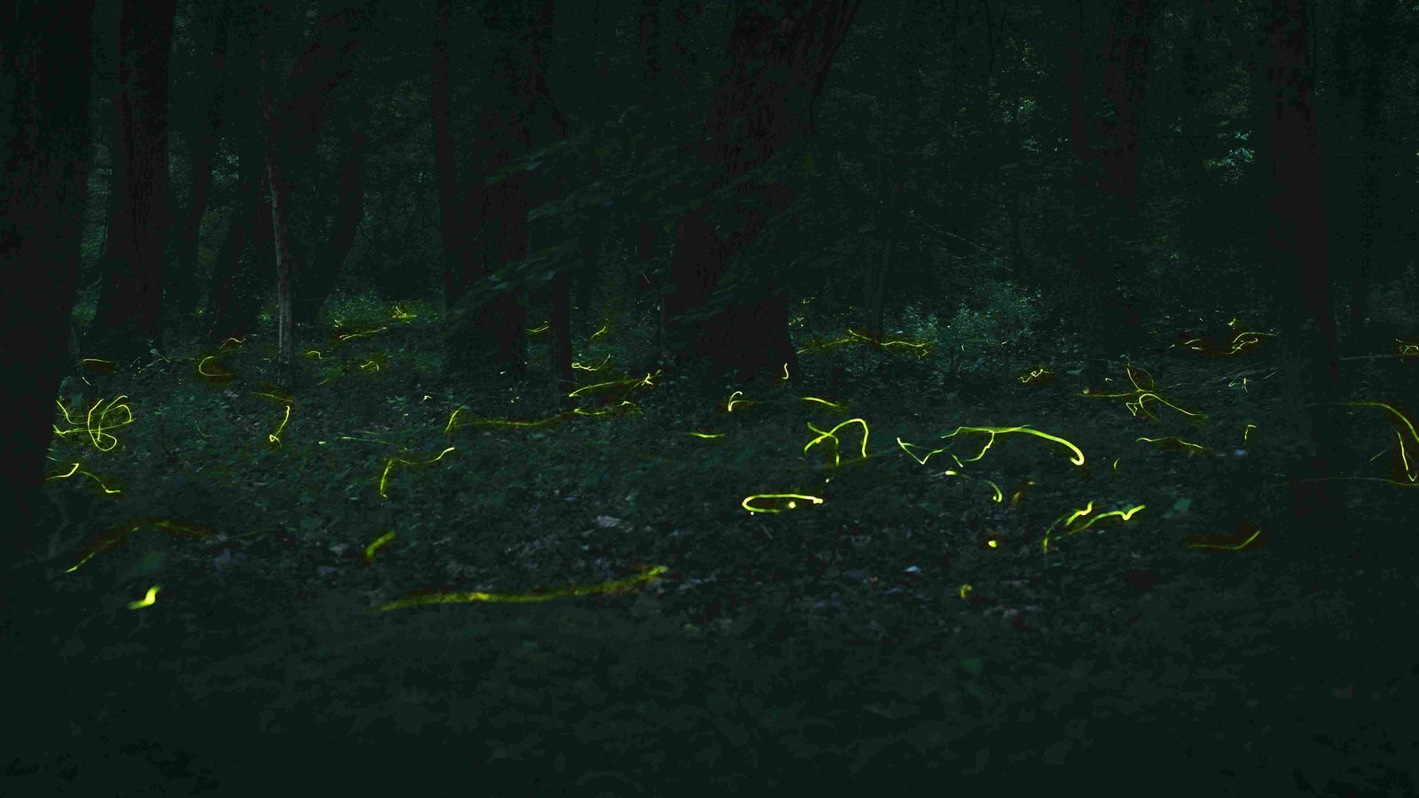 Fireflies, Lightning Bug