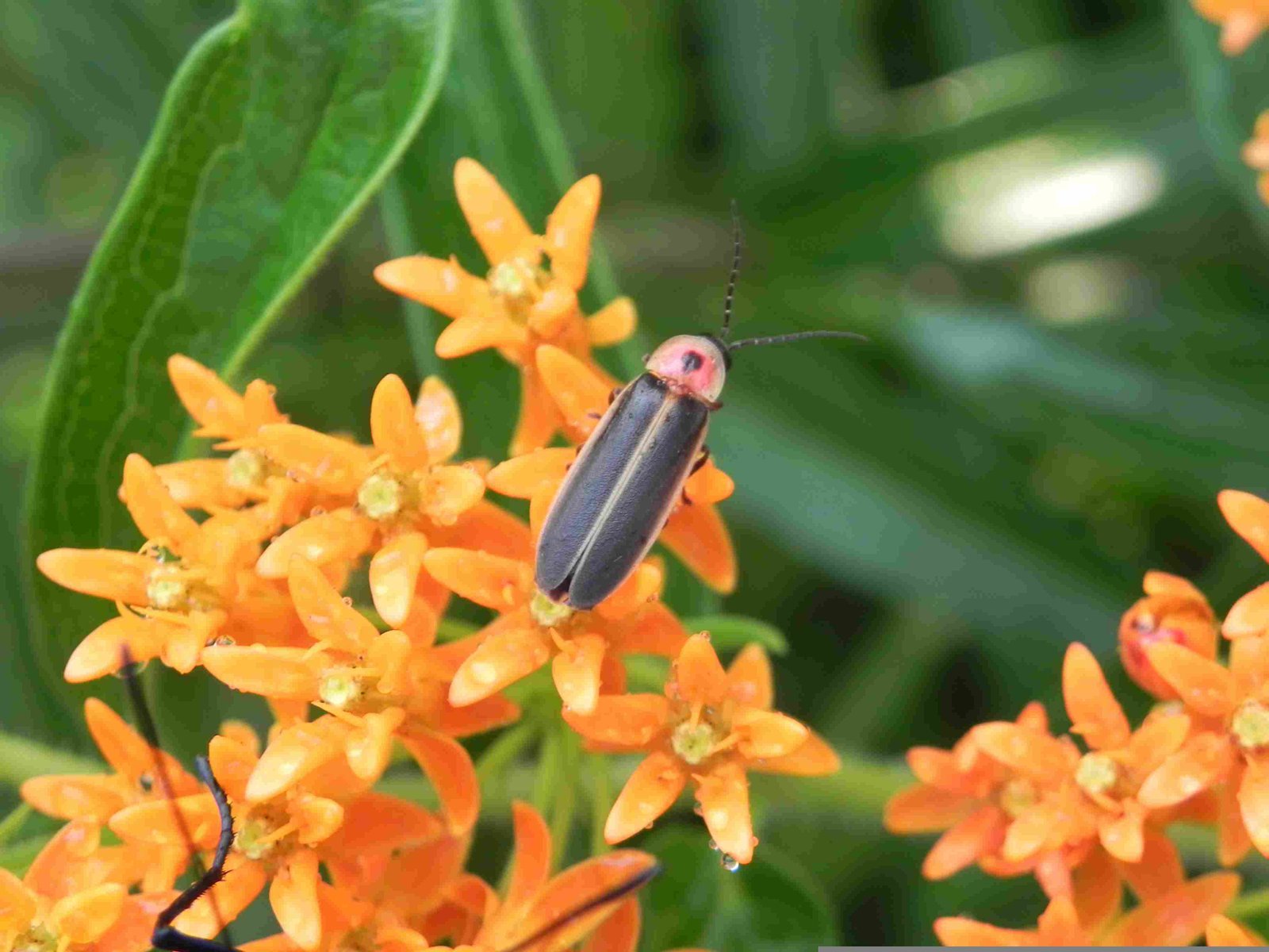 Fireflies, Lightning Bug