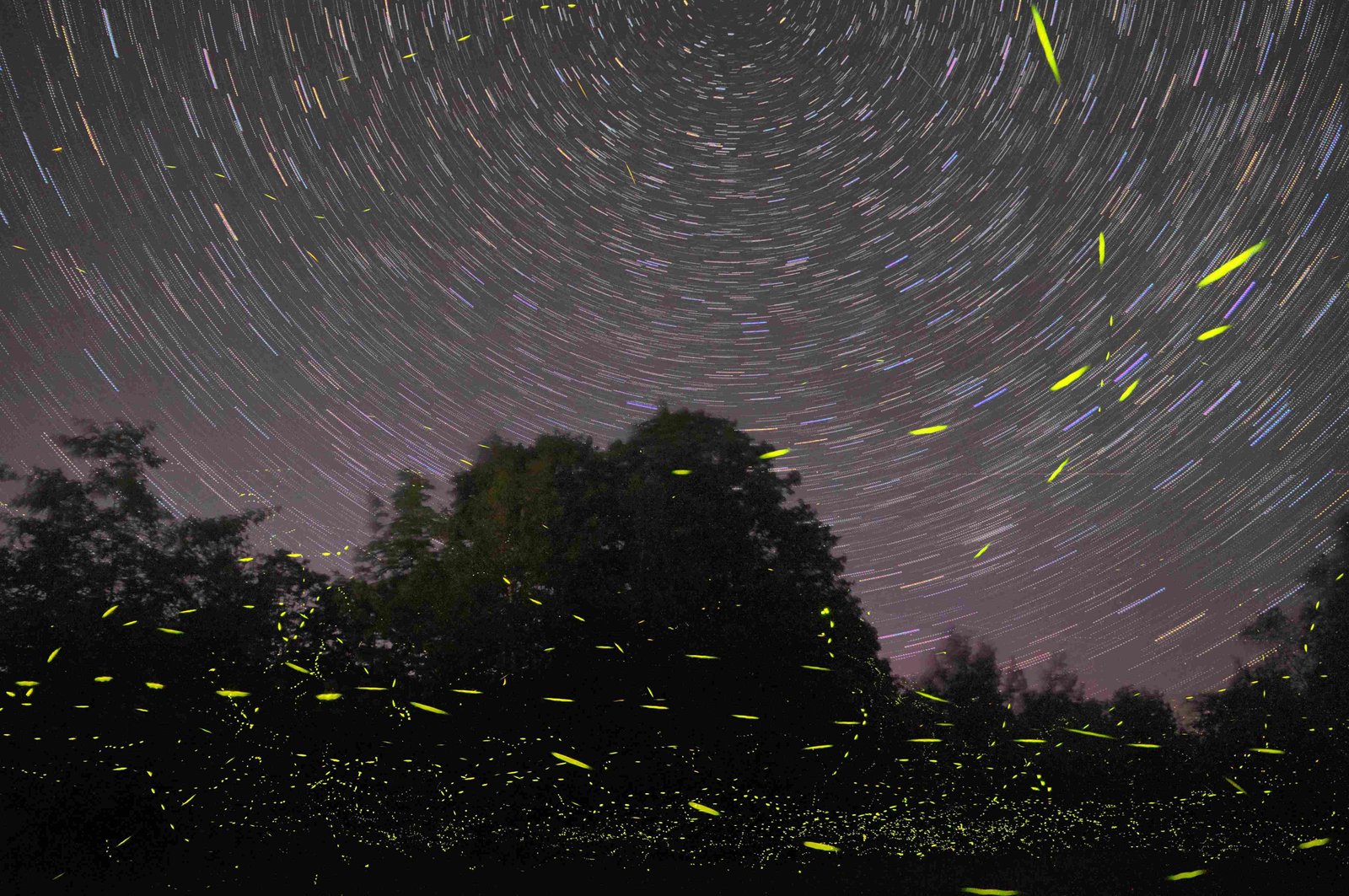 Fireflies, Lightning Bug