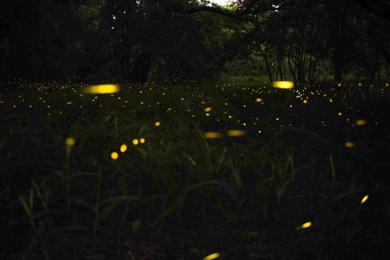 Fireflies, Lightning Bug