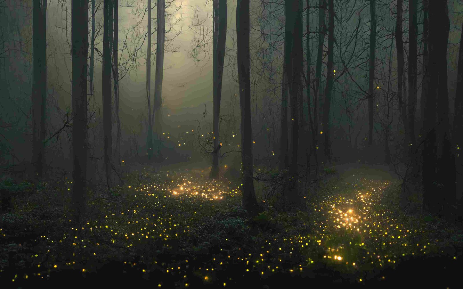 Fireflies, Lightning Bug