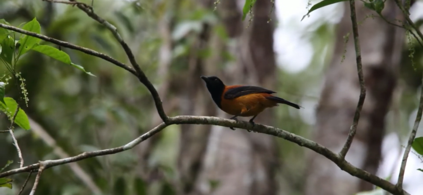 Hooded Pitohui