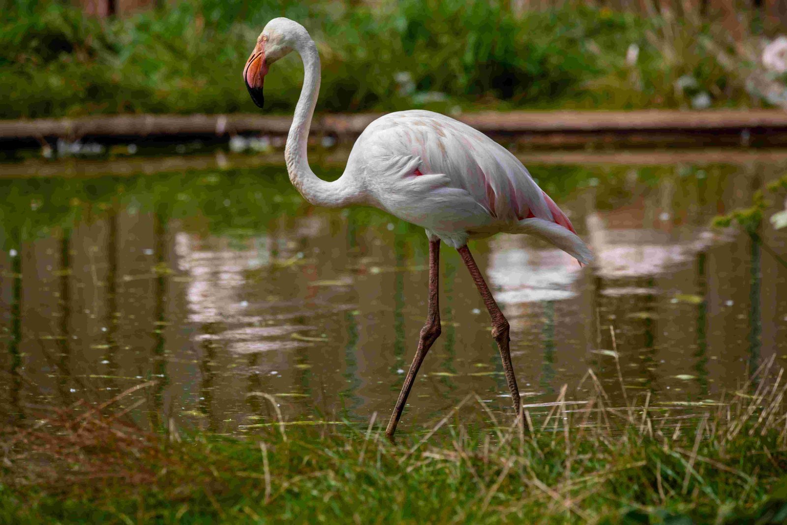 Greater Flamingo