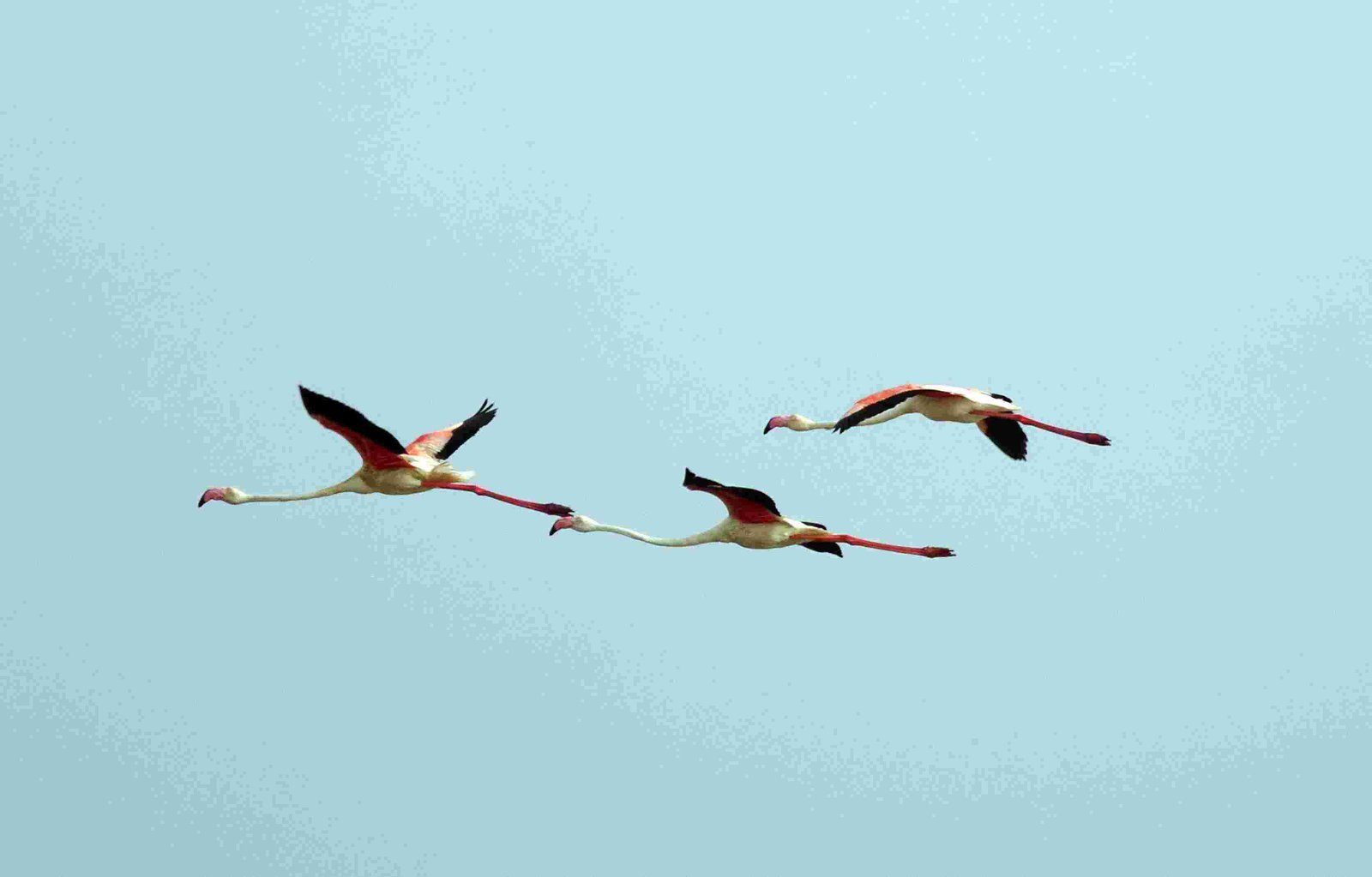 Greater Flamingo