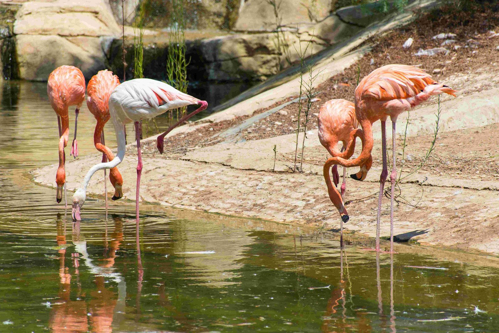 Greater Flamingo