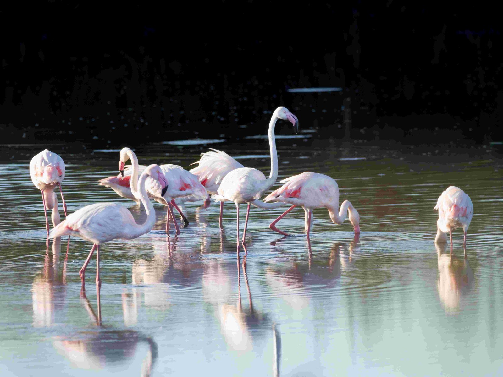 Greater Flamingo
