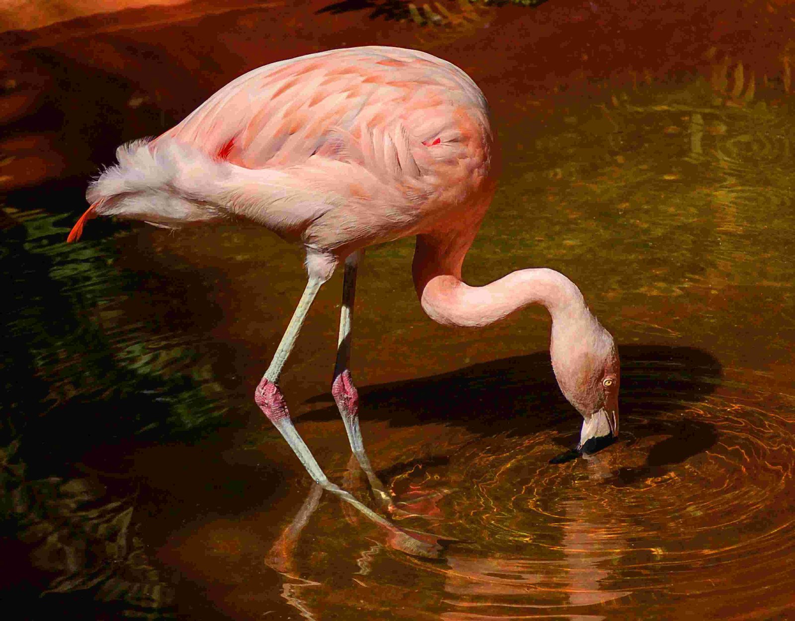 Chilean Flamingo