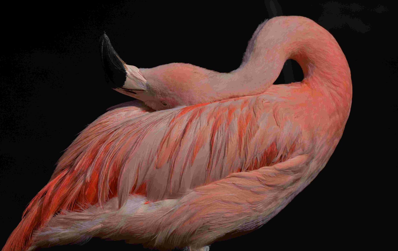 Chilean Flamingo