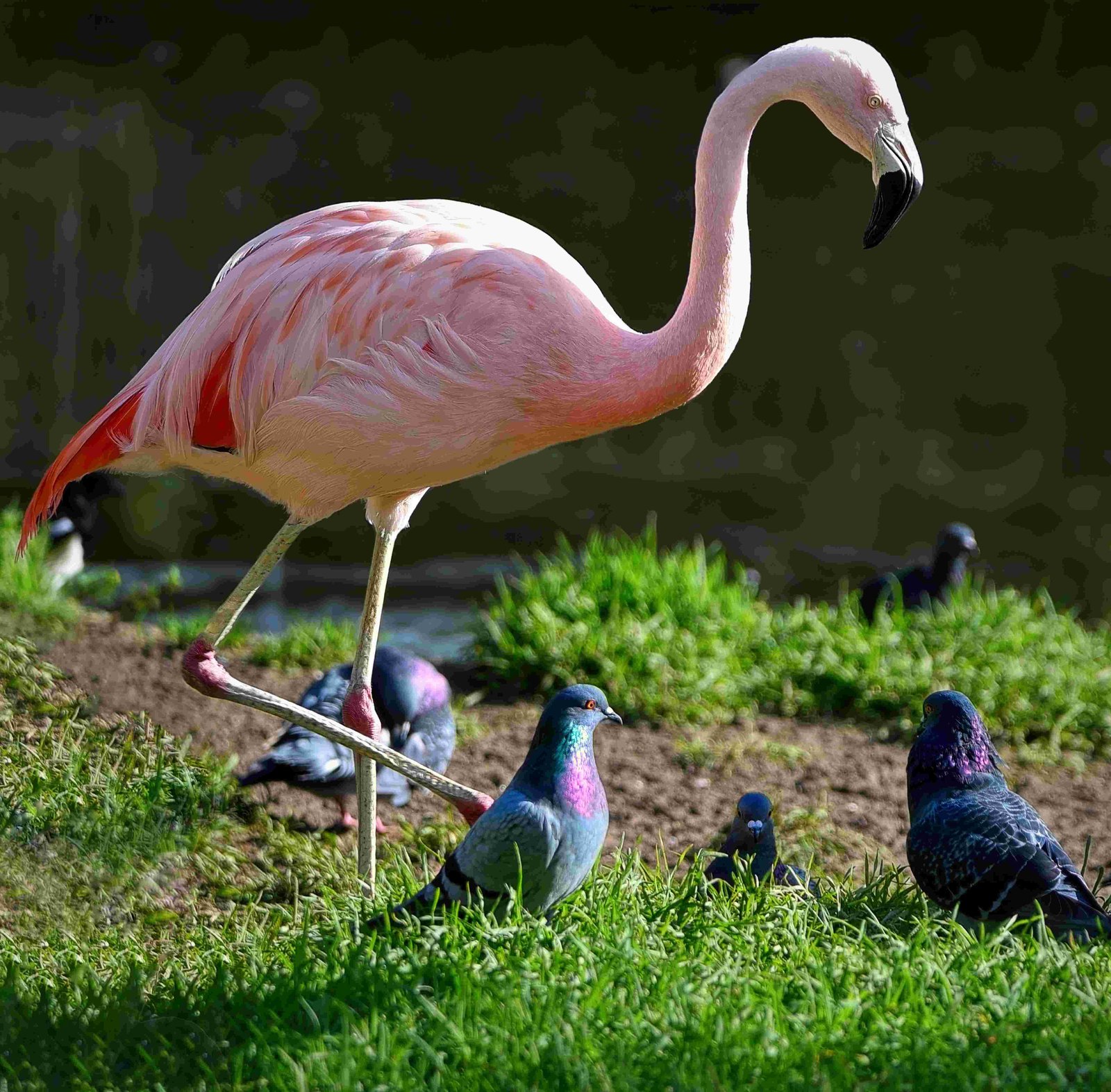 Chilean Flamingo