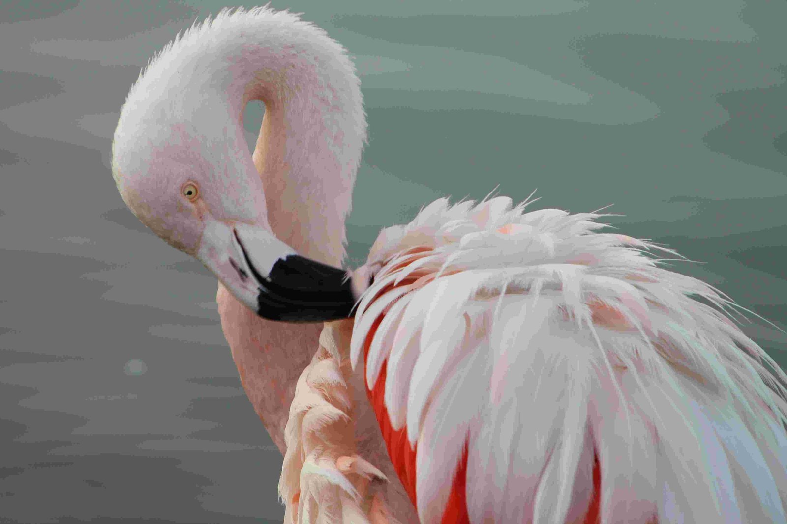 Chilean Flamingo