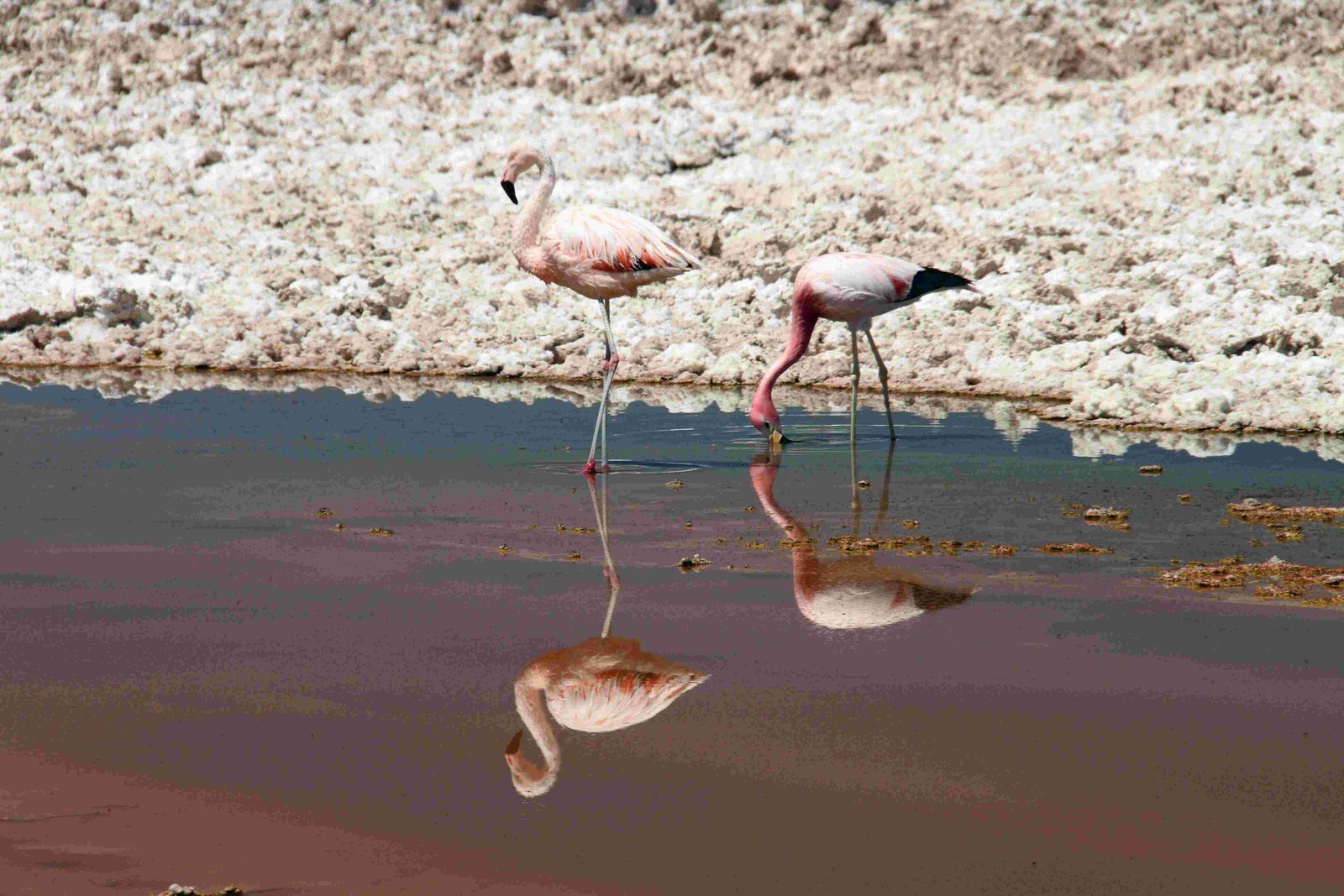 Chilean Flamingo