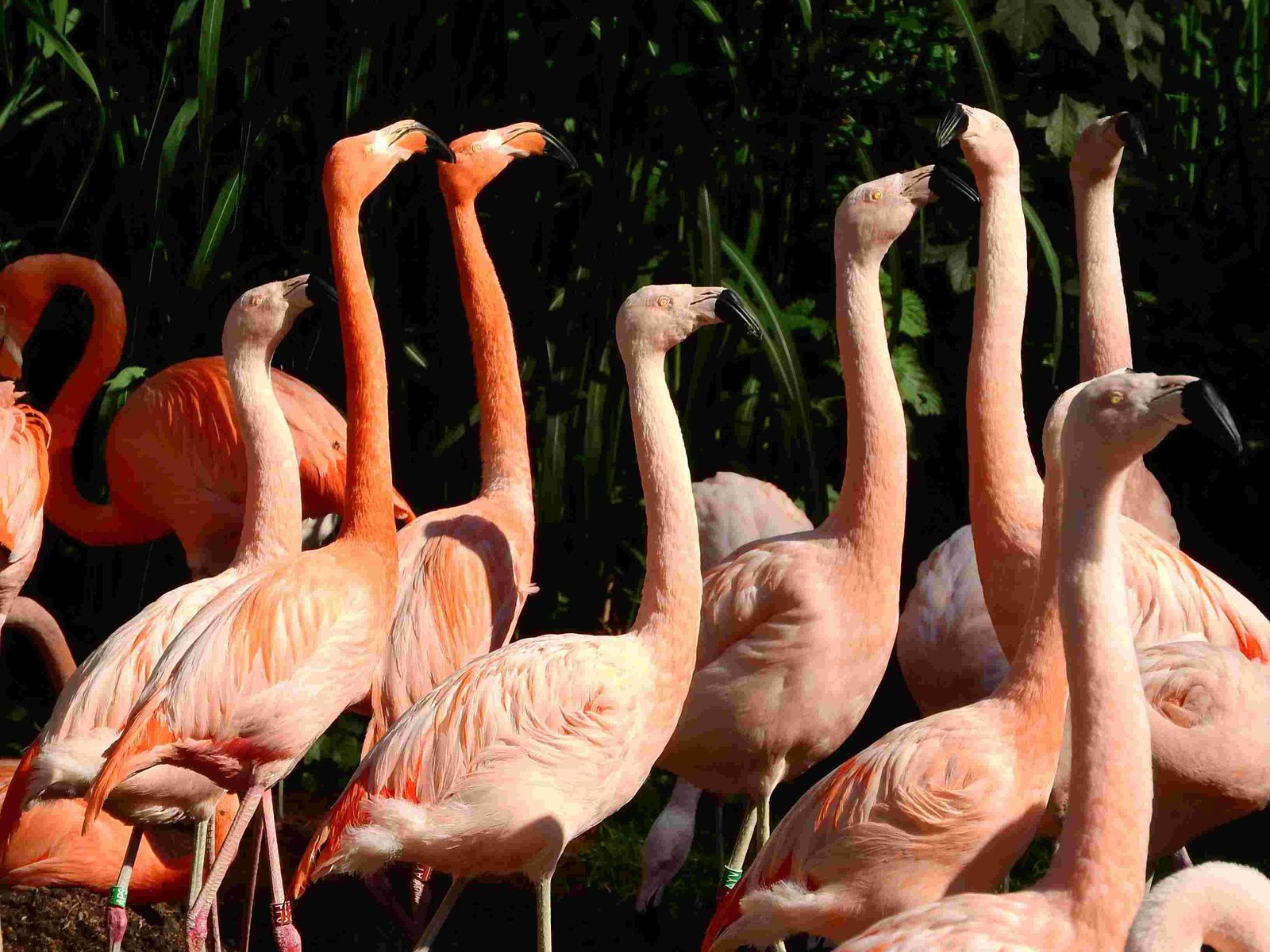 Chilean Flamingo