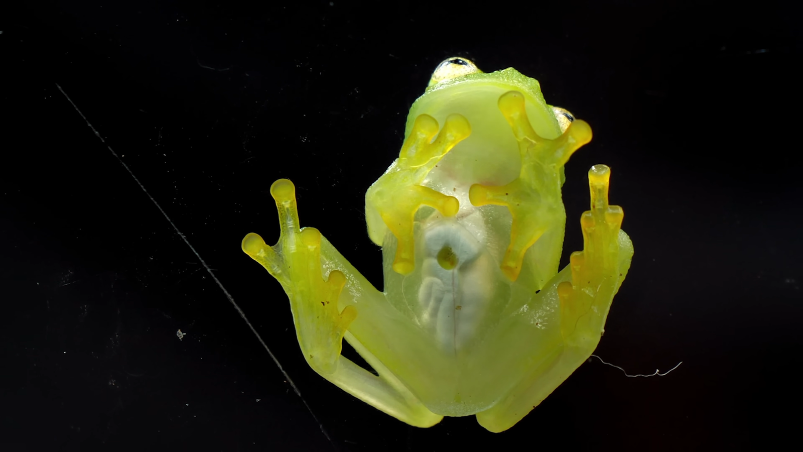 Reticulated Glass Frog