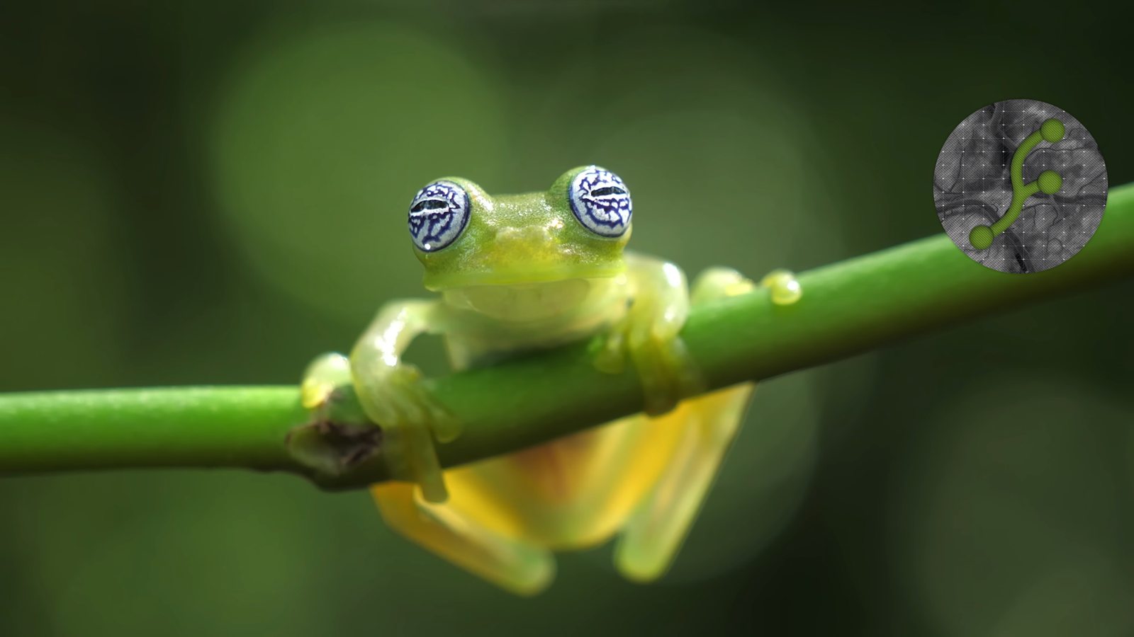 Reticulated Glass Frog
