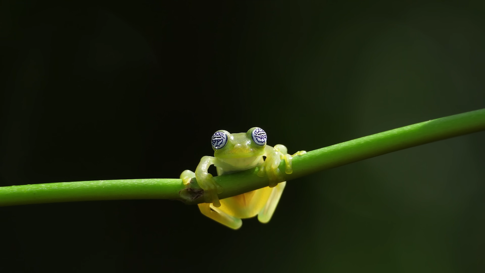 Reticulated Glass Frog