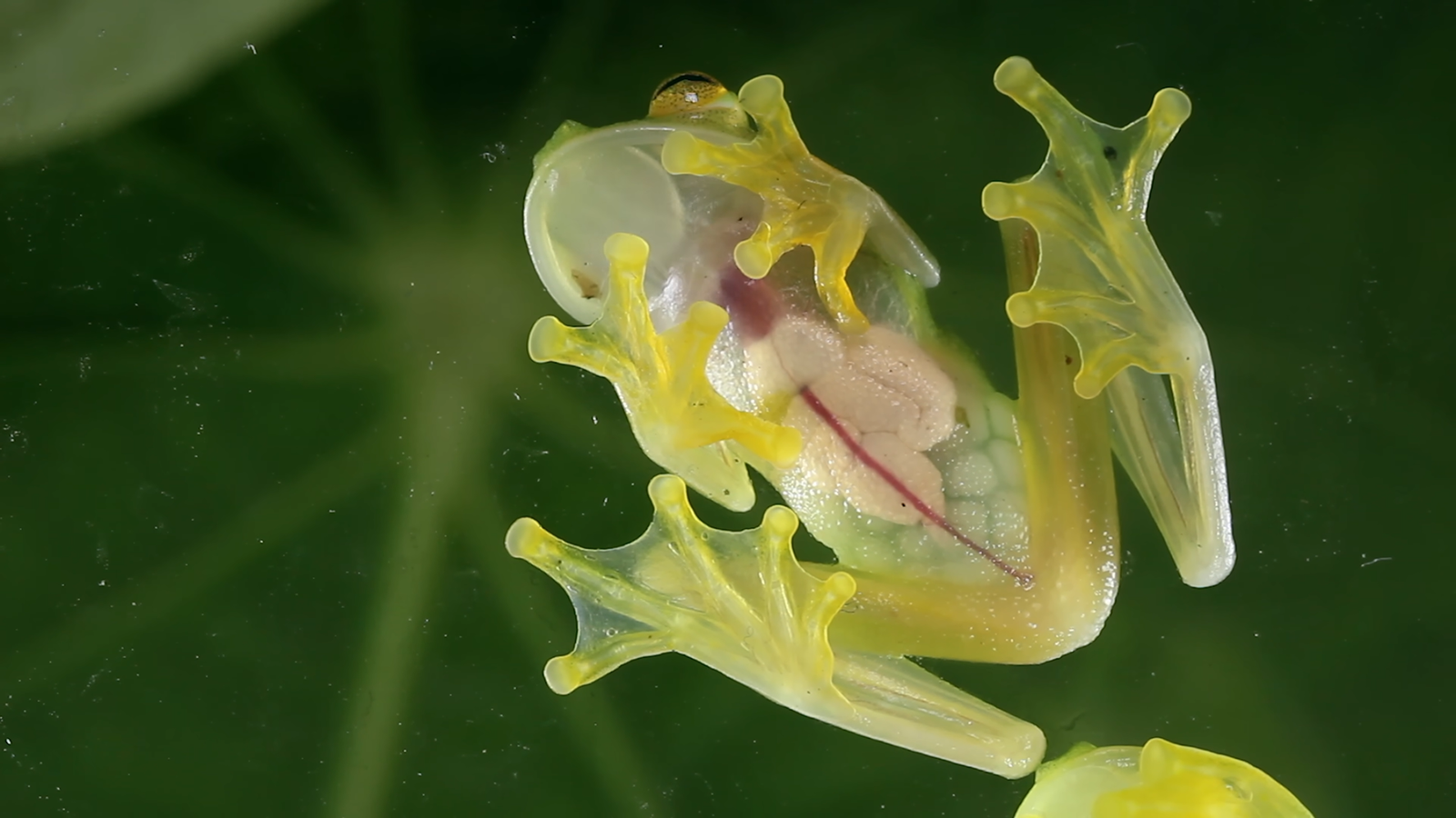 Reticulated Glass Frog