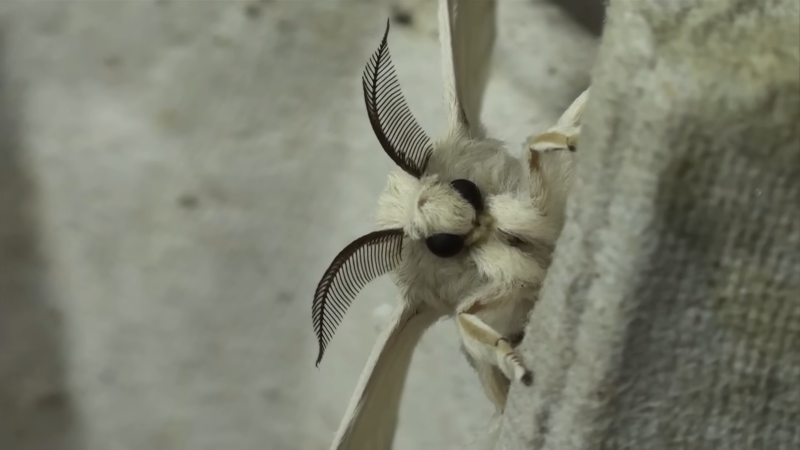 Venezuelan Poodle Moth